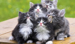 搞笑动物视频,笑到肚子疼！